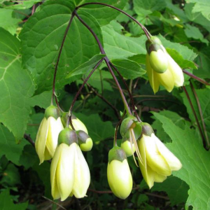 Kirengoshoma palmata