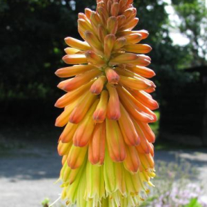 Kniphofia gagnepainii