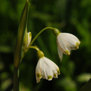 Leucojum vernum