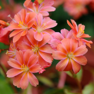 Lewisia cotyledon