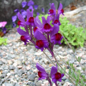 Linaria alpina