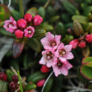 Loiseleuria procumbens