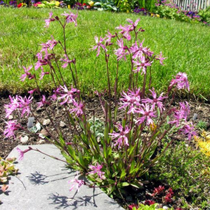 Lychnis flos-cuculi 'Nana'