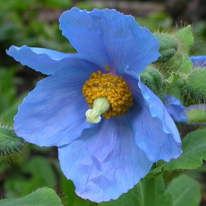 Meconopsis betonicifolia