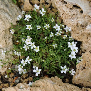 Minuartia erythrosepala