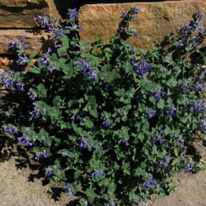 Nepeta mussinii