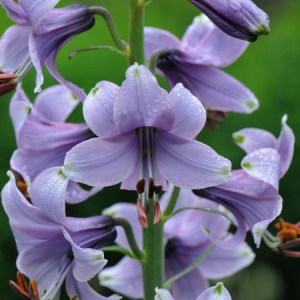 Notholirion bulbiferum