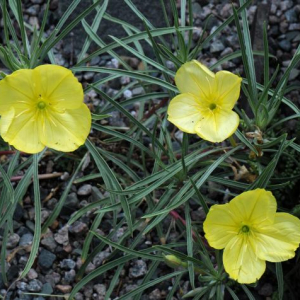 Oenothera fremontii