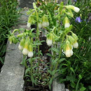 Onosma nanum