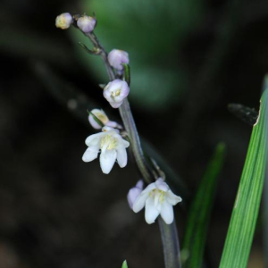 Ophiopogon planiscapus 'Nigrescens'