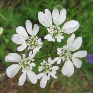 Orlaya grandiflora