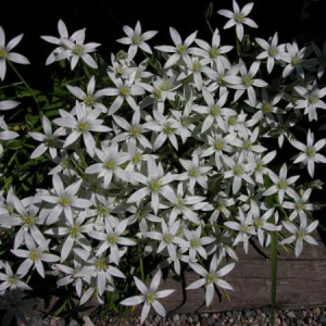 Ornithogalum umbellatum