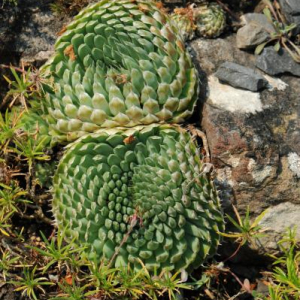 Orostachys spinosa
