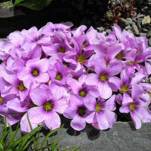 Oxalis 'Ione Hecker'