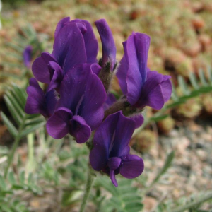 Oxytropis megalantha