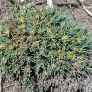 Paronychia sessiliflora