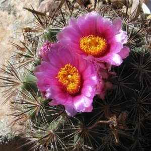 Pediocactus simpsonii