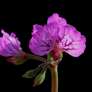 Pelargonium endlicherianum
