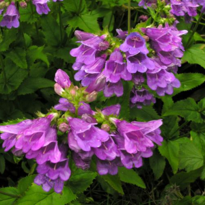 Penstemon serrulatus