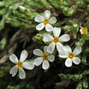 Phlox bryoides