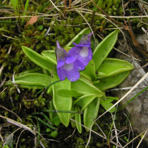 Pinguicula vulgaris