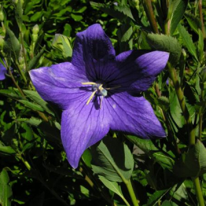 Platycodon grandiflorum