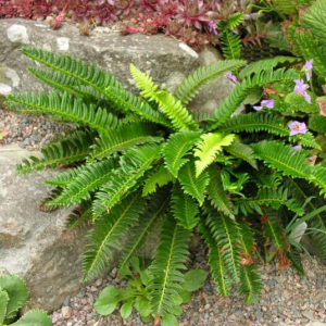 Polystichum lonchitus