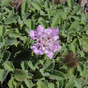 Pterocephalus perennis