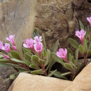 Collomia debilis