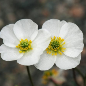 Ranunculus parnassifolius