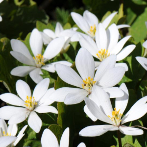Sanguinaria canadensis