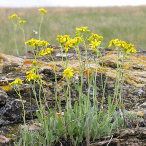 Senecio canus