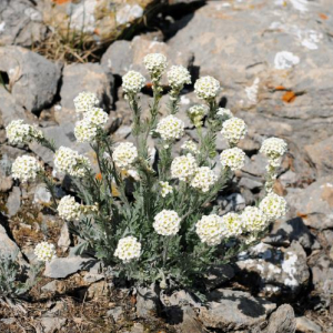 Smelowskia calycina, Drywood Mountain, Alberta