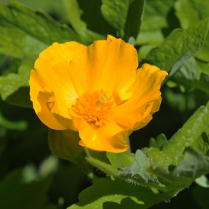 Stylophorum diphyllum