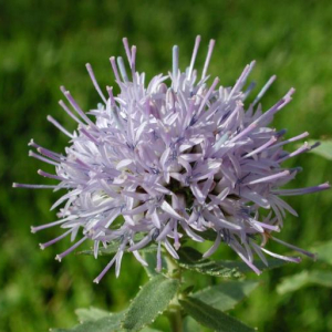 Trachelium jacquinii subsp. rumelianum