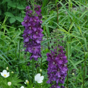 Verbascum phoenicium
