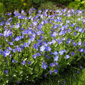 Veronica fruticans