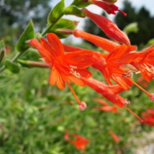 Epilobium canum subsp. garettii