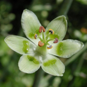 Zigadenus elegans
