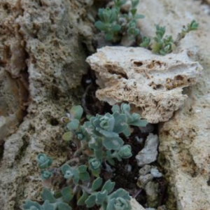 Christollea flabellata