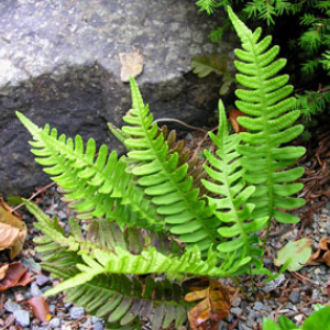 Polypodium virginianum