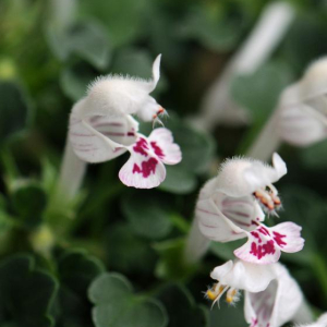 Lamium armenum