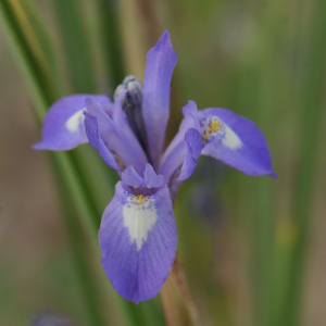Moraea sisyrhynchium