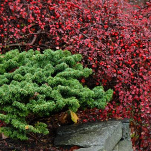 Abies balsamea 'Nana'
