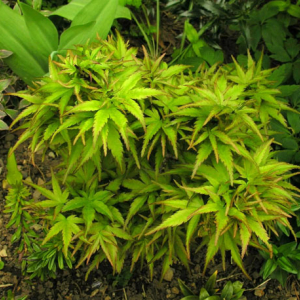 Acer palmatum 'Sharp's Pygmy'