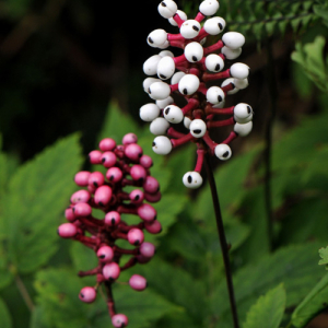 Actaea pachypoda