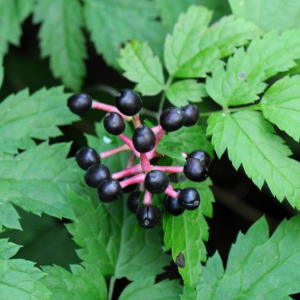 Actaea spicata