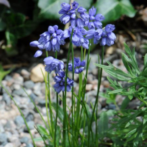 Allium sikkimense; photo by Todd Boland