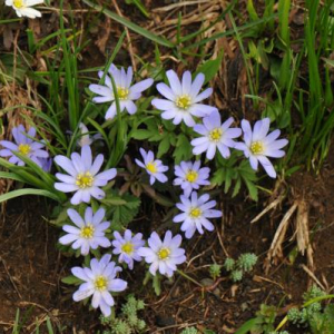 Anemone caucasica