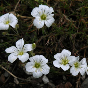 Arenaria laricifolia; photo by Todd Boland